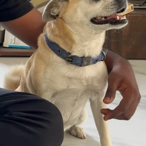 A Golden Pug Cross Dog Missing from Maduravoyal, Chennai-3