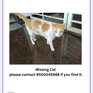 A White-Brown Mix Indian Billi/ Desi Cat Cat Missing from Chennai
