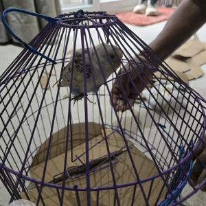 A White Budgie Bird Found from Safedabad, Barabanki-2