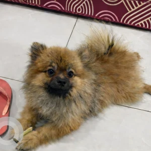 A Brown Mini pomeranian Dog Missing from Vasavi colony road no.12