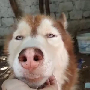 A White-Brown Mix Husky Dog Missing from Hyderabad