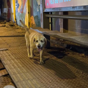 A White-Brown Mix Labrador Dog Found from Bengaluru-3