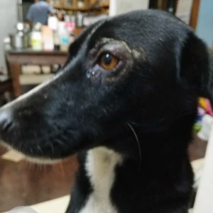 A Black Indian Dog Missing from Valasaravakkam, Chennai