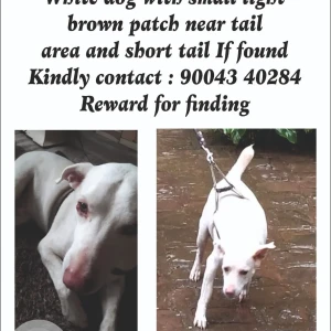 A White Indie Dog Missing from Liberty garden malad West-2