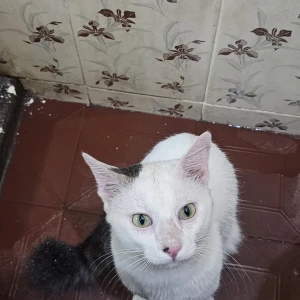 A White Indi Cat Missing from Chennai