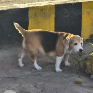A White-Brown Mix Beagle Dog Found from 