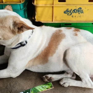 A White-Brown Mix Don't know Dog Found from Chennai