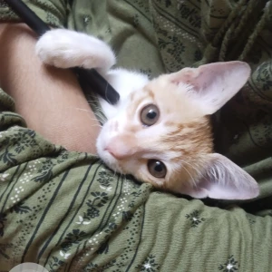 A Orange Indian Cat Missing from Bariatu, Ranchi