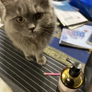 A Grey Persian Cat Missing from Tollygunge, Kolkata