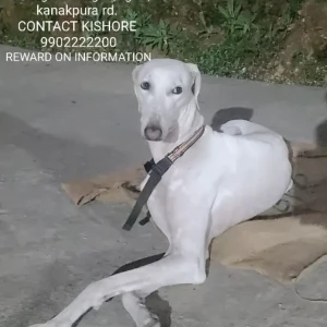 A White Mudhol hound Dog Missing from Agara, Bengaluru
