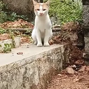 A Other Indian Cat Missing from Ujaleshah dargah, akberbagh