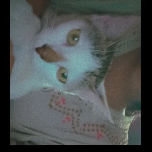 A Black and White Stray cat Cat Missing from Prayagraj