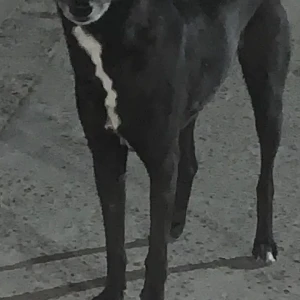 A Black and White Indie Dog Missing from Noida-2