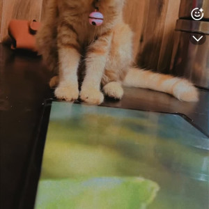 A Orange Indian Cat Missing from Driver's street pudupet-2