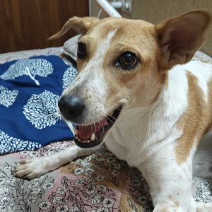 A White-Brown Mix Indie Dog Missing from Bengaluru