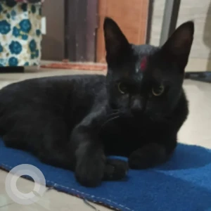 A Black Bombay Cat Missing from Street no.9, rajnagar-1,palam