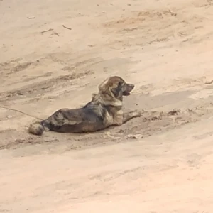 A Black and Brown Furry brown dog Dog Found from Sector 2, Gandhinagar