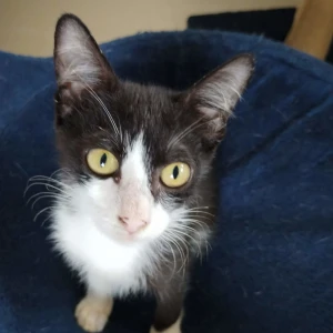 A Black and White Indian Cat Missing from Miramar, Panaji