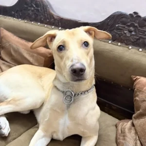 A Light Brown Indian Dog Missing from Lakshmi Nagar, New Delhi