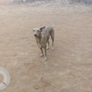 A Brown Indie Dog Found from Kodambakkam, Chennai