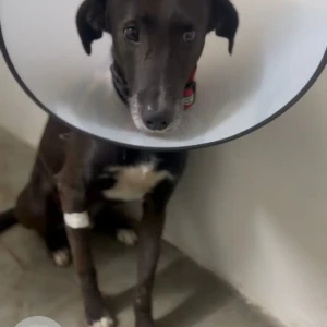 A Black Indie Dog Missing from Viman Nagar