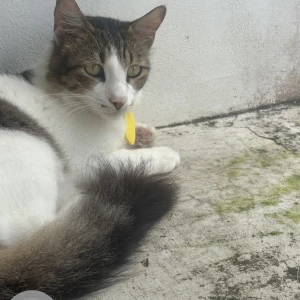 A Black and White Indian Persian cross Cat Missing from Chennai