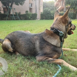 A Black and Brown Indie-GS mix Dog Missing from Kalkaji, New Delhi-2