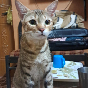 A Brown Tabby Cat Missing from Borivali West, Mumbai-2