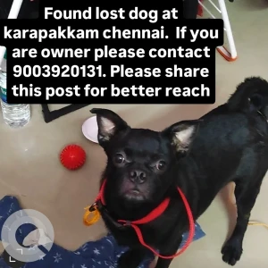 A Black Bulldog or pug Dog Found from Karappakkam, Chennai
