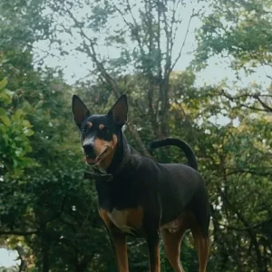 A Black and Brown Street dog ( Looks like Doberman with Tail ) Dog Missing from Bouta Waddo, Assagao-3