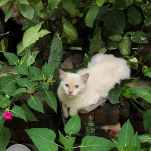 A White Persian - Himalayan Cat Missing from Lucknow
