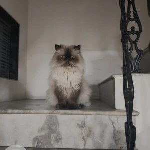 A White Himalayan Cat Missing from Padmarao Nagar, Secunderabad