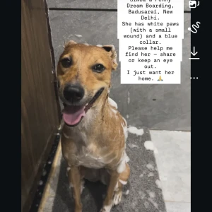 A Brown indie Dog Missing from simba and penny dream boarding