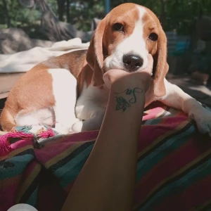 A White-Brown Mix Beagle Dog Missing from 118 shaniwar peth nene ghat nadi patra