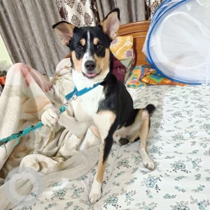 A Black and White Indie Dog Missing from Guwahati