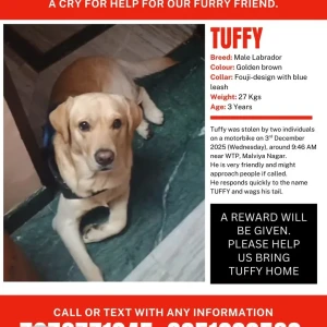 A Golden Labrador Dog Missing from JLN marg service lane opposite GENPACT JAIPUR