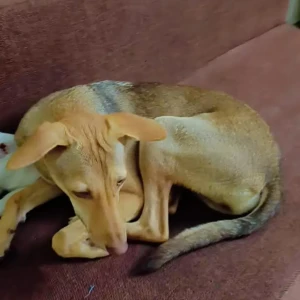 A Brown Pillu Dog Missing from Nigdi, Pimpri Chinchwad