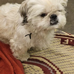 A White Shihtzu Dog Missing from Ghaziabad