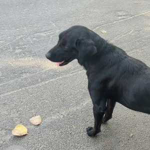 A Black Labrador Dog Found from Chandra Layout, Bengaluru-3