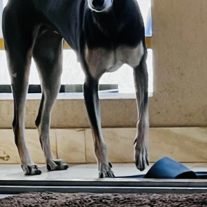 A Black and White Indie Dog Missing from Bengaluru-2