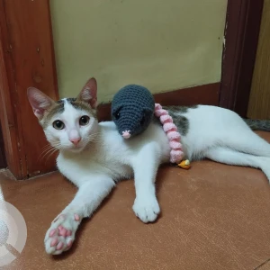 A Grey-White Mix Indie cat Cat Missing from Near SBI bank, mangor-hill