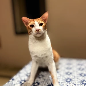 A Other Orange and white Cat Missing from Noida