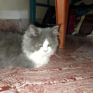 A White and Grey Persion Cat Missing from Madurai