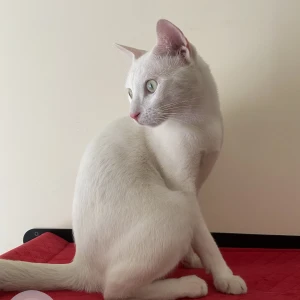 A White Indie Cat Missing from Mumbai-3