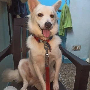 A White Indi Pomeranian Dog Missing from New Delhi-3