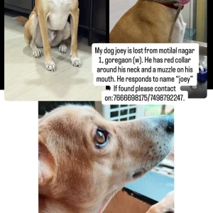 A White-Brown Mix Indian Dog Missing from Mumbai-3
