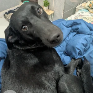 A Black India Dog Missing from Sector 130, Noida