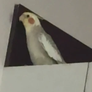 A White and Grey Cockatiel Bird Missing from Vastrapur, Ahmedabad