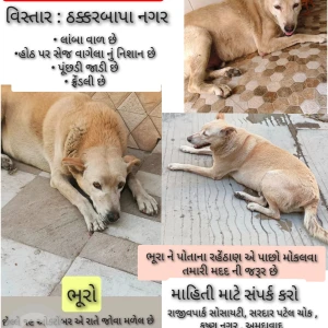 A White Indie Dog Missing from Krishnanagar, Ahmedabad