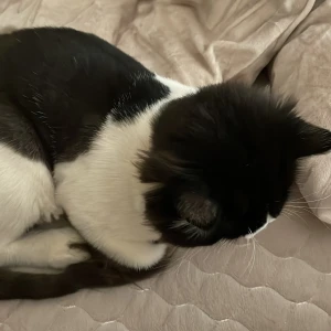 A Black and White Ragdoll Cat Missing from 9-4-51/A/5/2 Hakeempet tolichowki-4